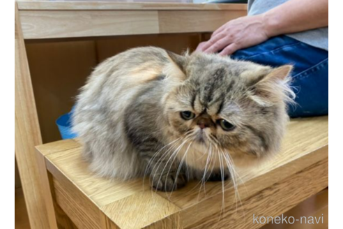 販売中のミヌエットの親猫